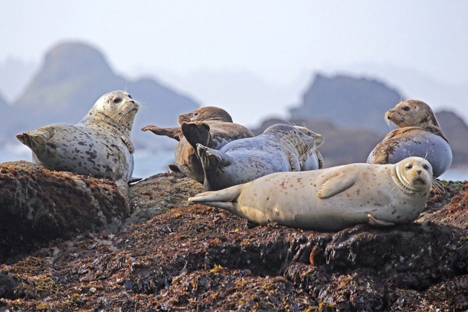 Scotland, seals hauled out