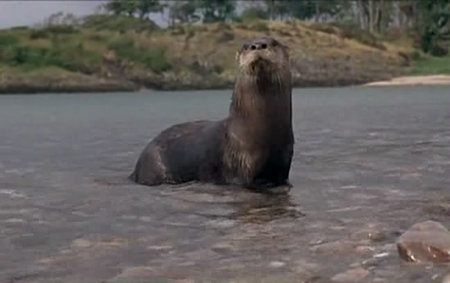 Ring of Bright Water - otter