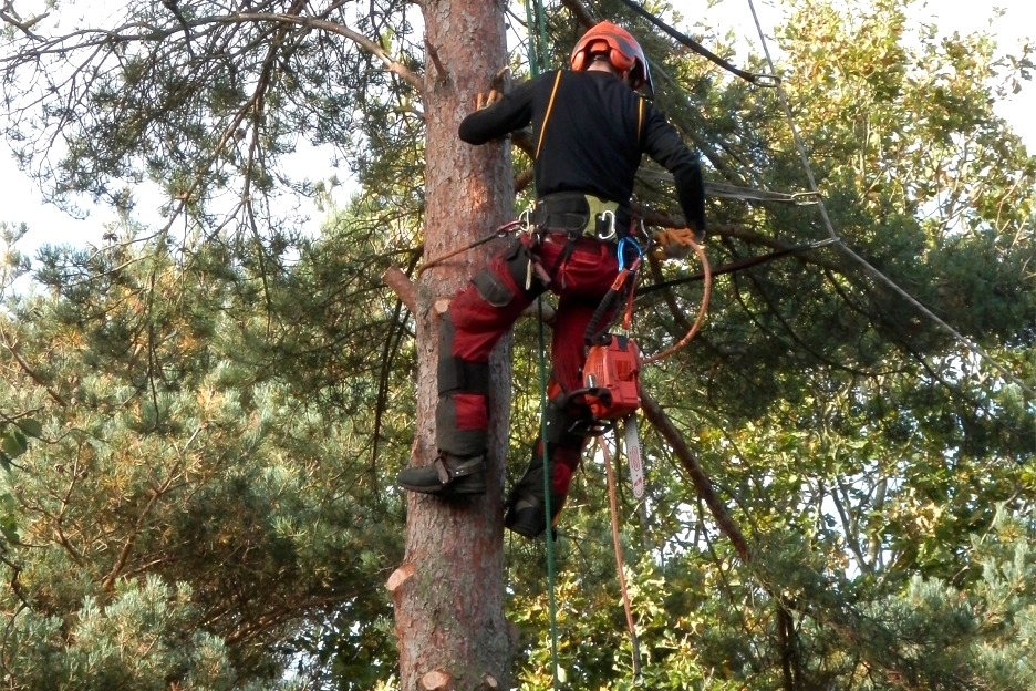 Tree surgeon