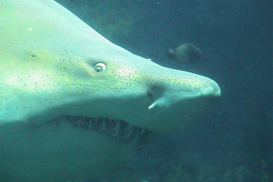 Shark in aquarium