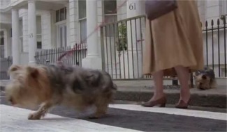 A Fish Called Wanda - Yorkshire terriers