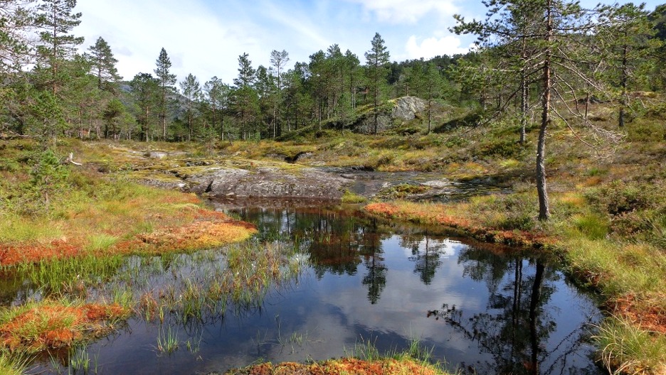 Wetland wood