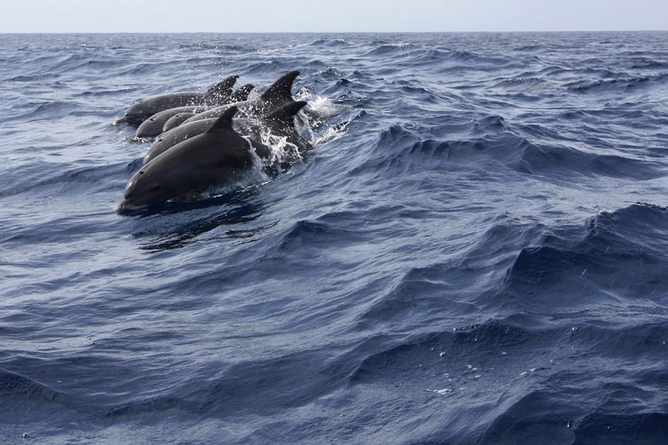 Bottlenose dolphins (Tursiops truncatus)