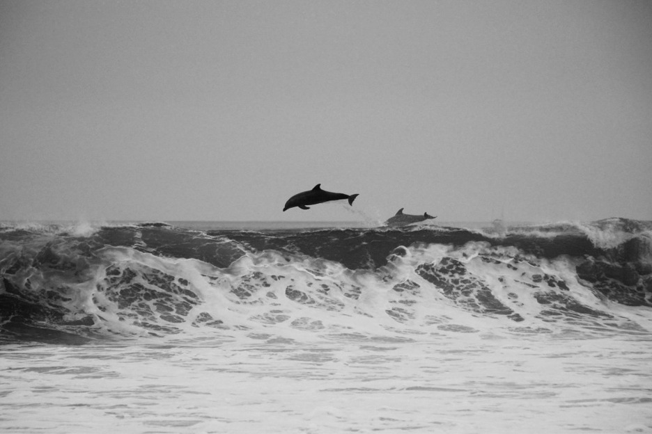 Bottlenose dolphins in surf