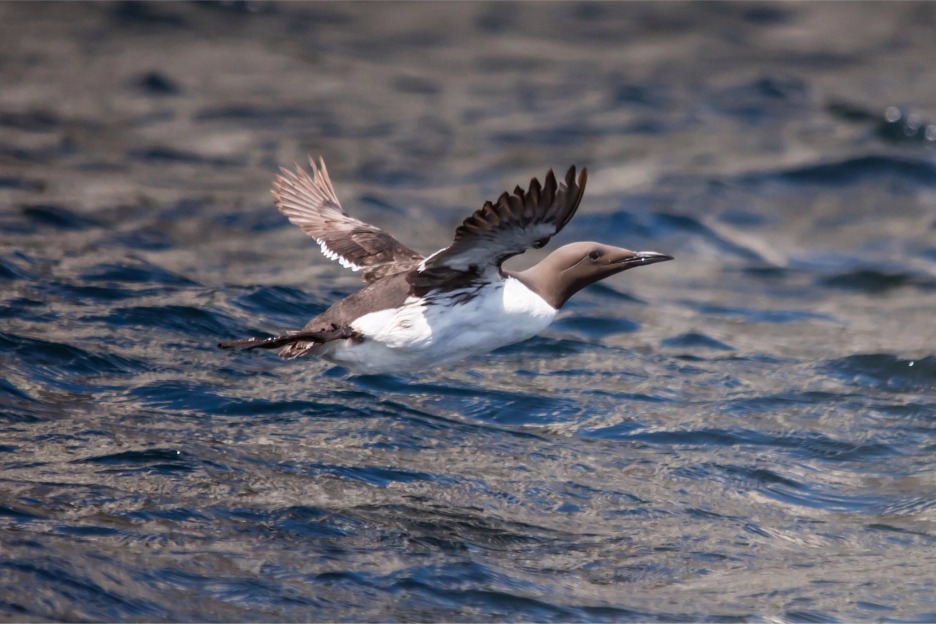 Guillemot (Uria aalge)