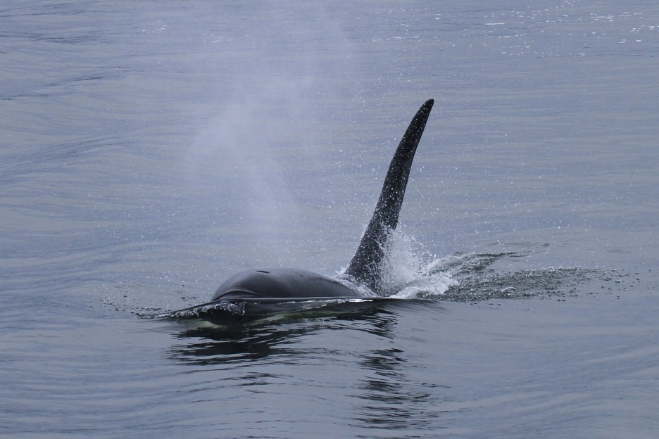 Killer whale (Orcinus orca)