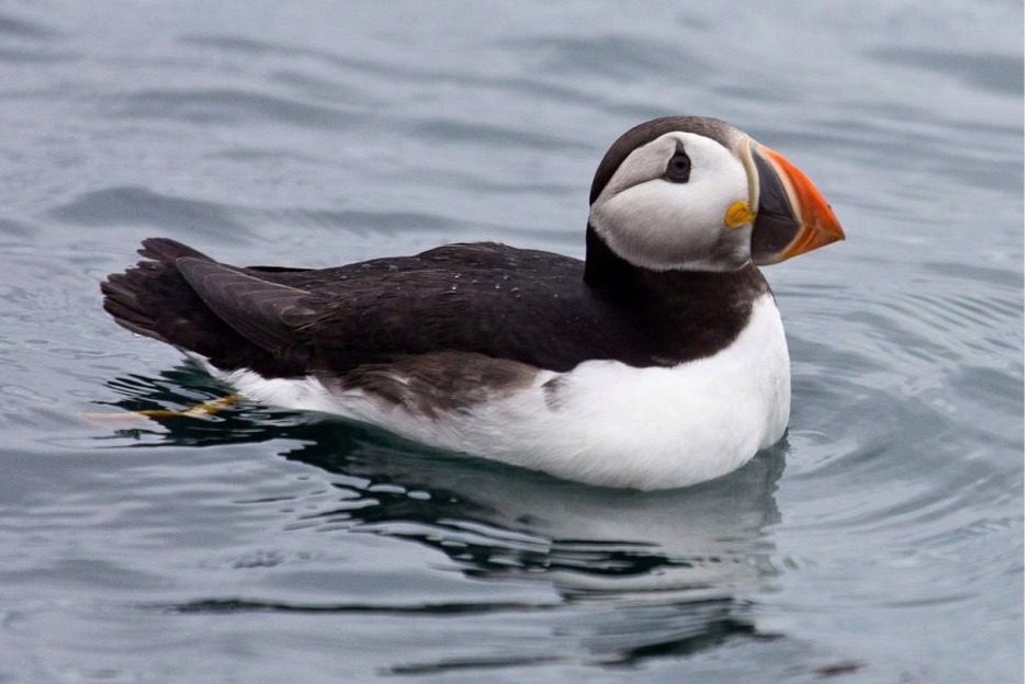 Puffin (Fratercula arctica), Scotland