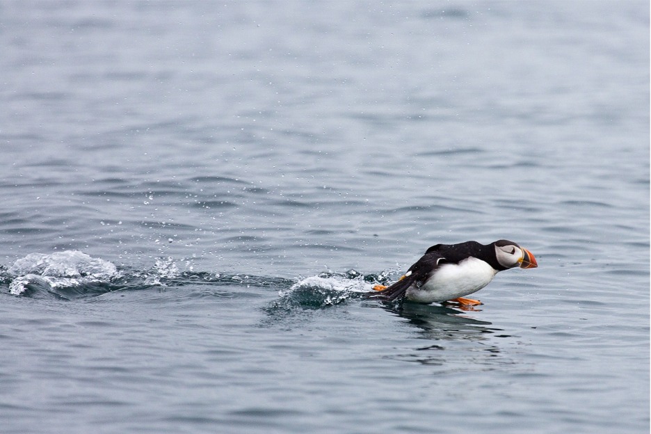 Puffin taking off, Scotland