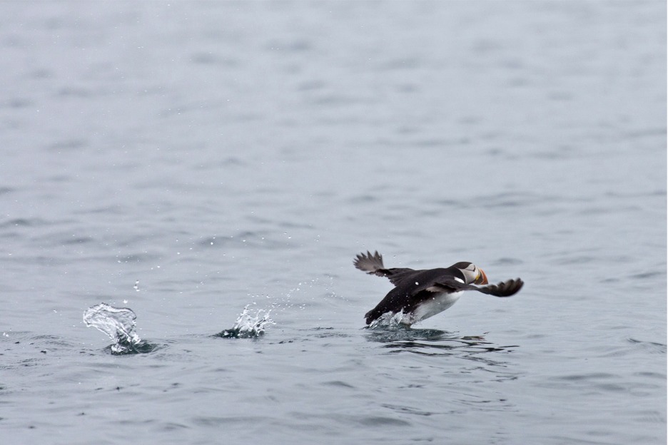 Puffin taking off, Scotland