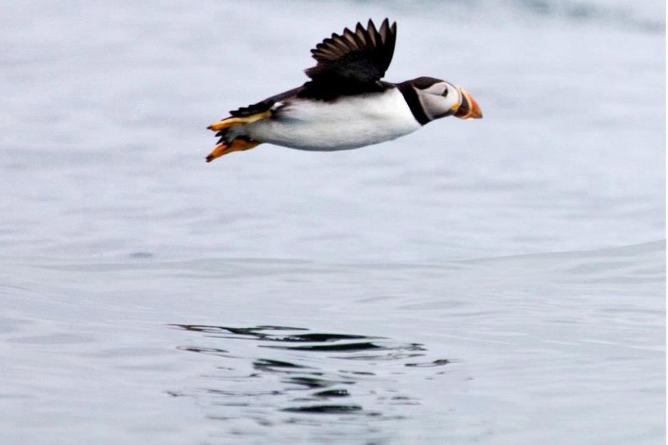 Flying puffin, Scotland