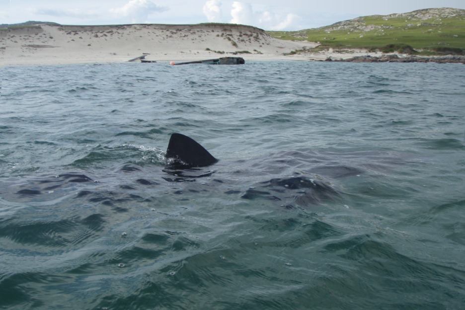 Basking shark (Cetorhinus maximus), Hebrides