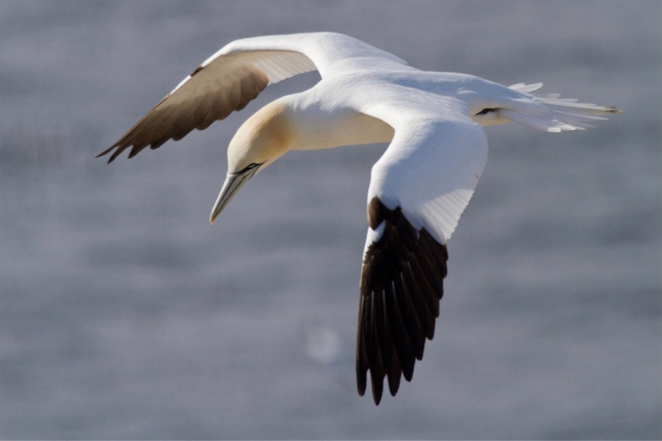 Gannet (Morus bassanus), Scotland