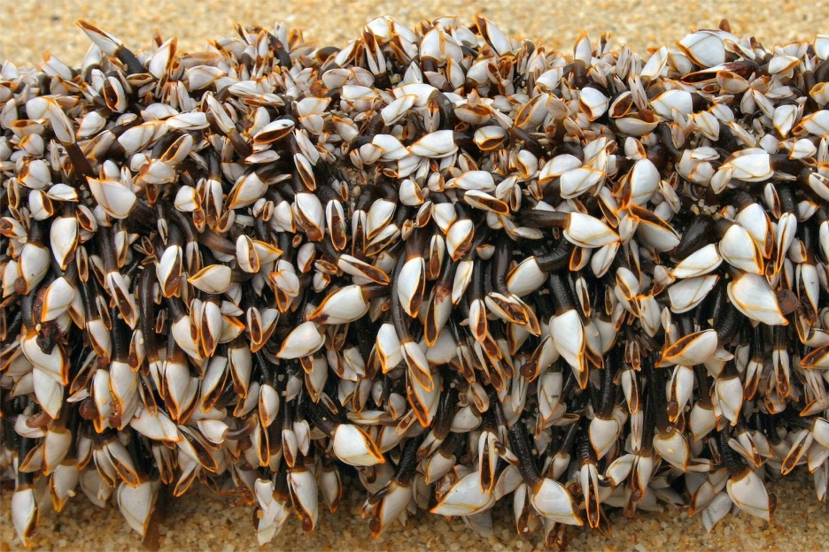 Goose barnacle (Lepas anatifera)