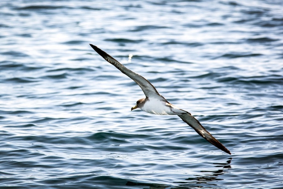 Great shearwater (Puffinus gravis)