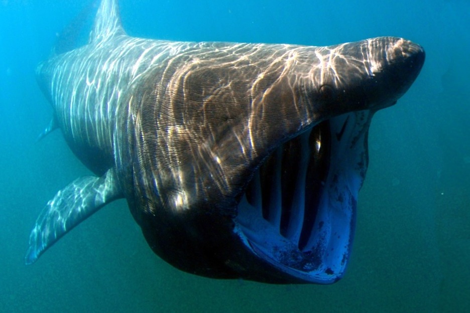 Basking shark (Cetorhinus maximus), Scotland