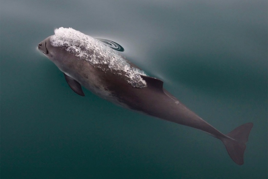 Harbour porpoise (Phocoena phocoena)