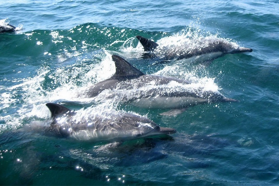 Bottlenose dolphins (Tursiops truncatus)