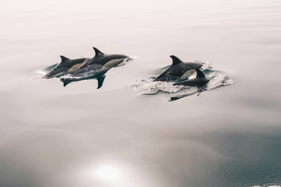 Common dolphins (Delphinus delphis), Scotland