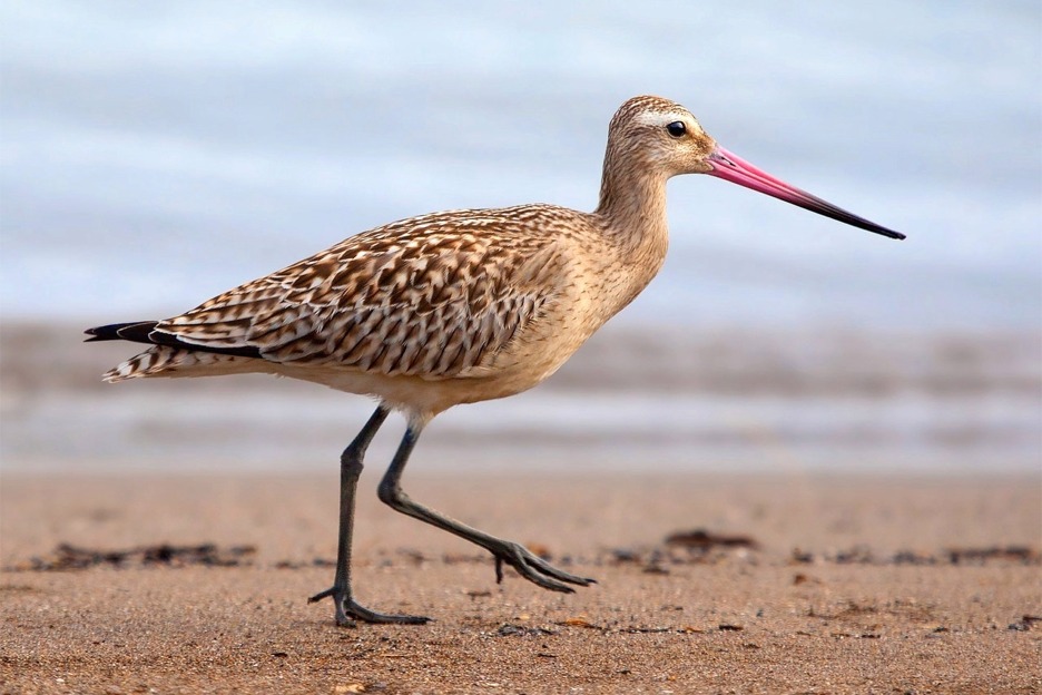 Bar-tailed godwit (Limosa lapponica), Scotland