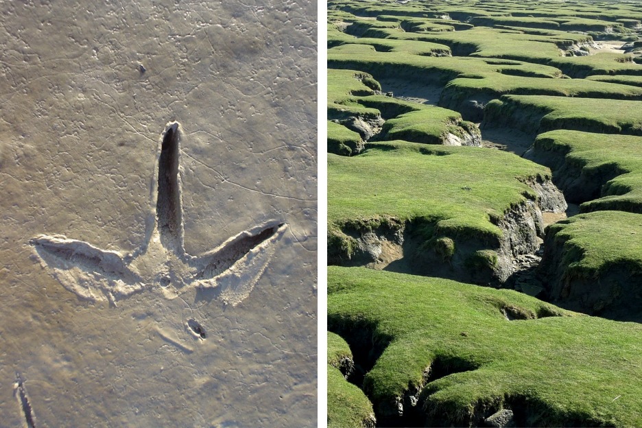 Mud flat and salt marsh