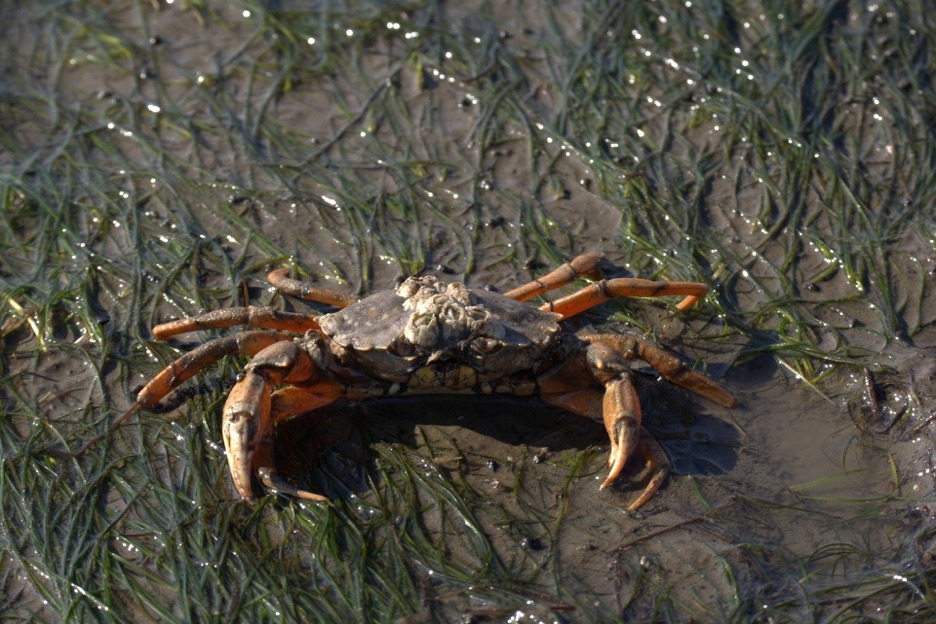 Edible crab (Cancer pagurus)