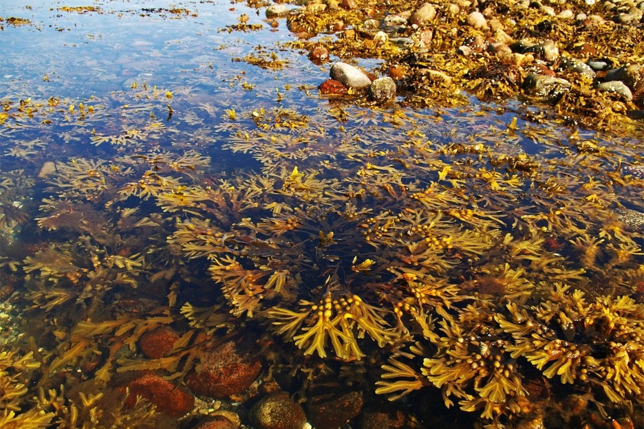 Bladder wrack (Fucus vesiculosus)