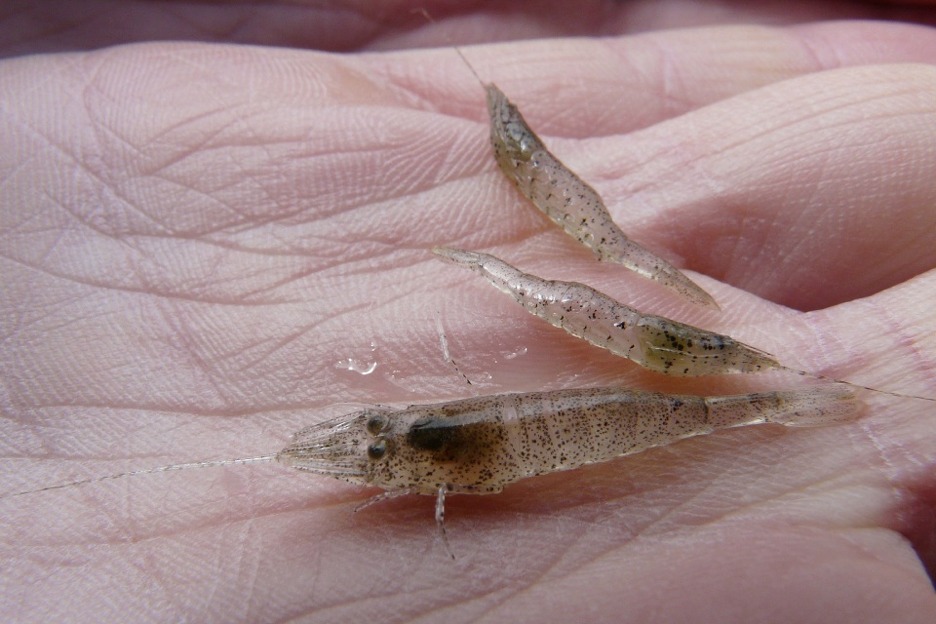 Brown shrimp (Crangon crangon)