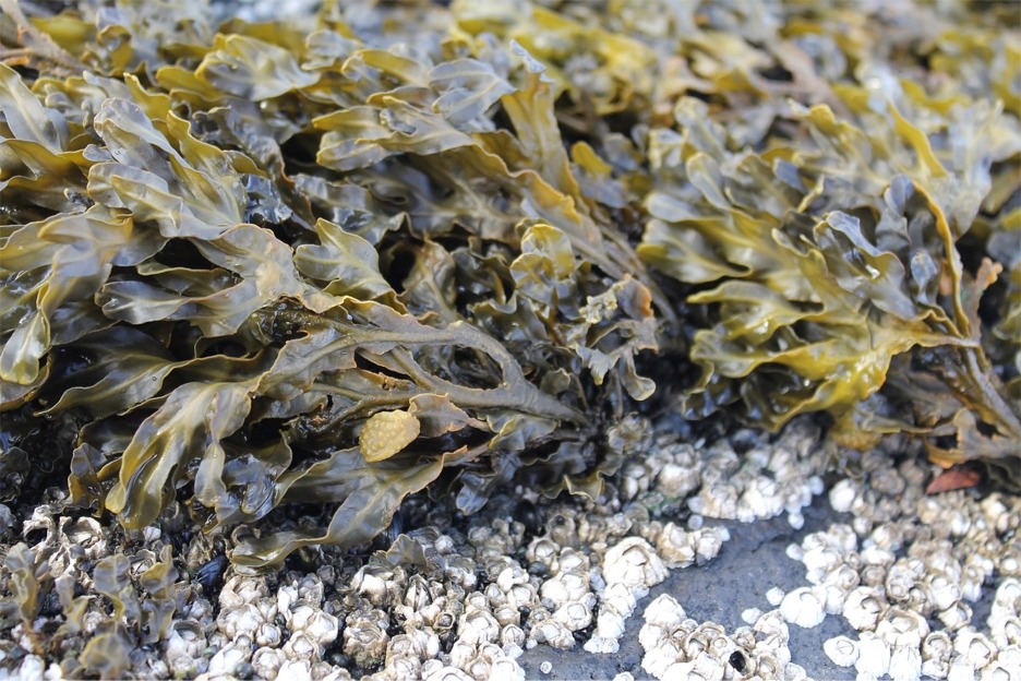 Acorn barnacles, Semibalanus balanoides