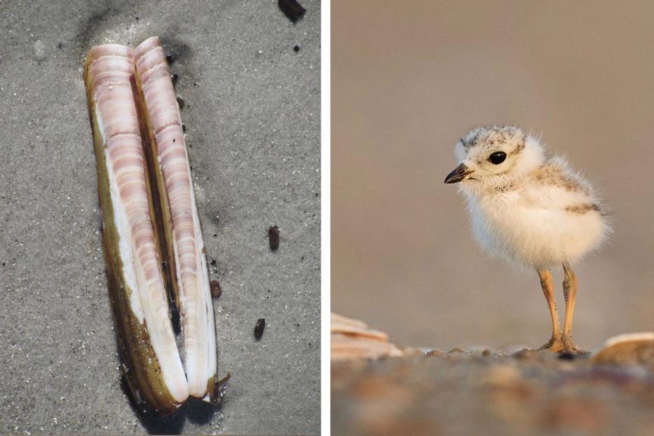 Razor shell (Ensis siliqua)