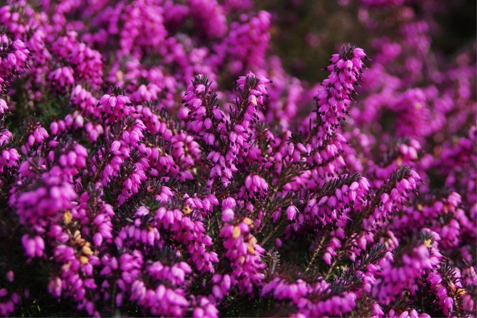 Scottish heather