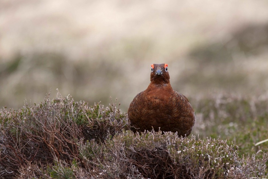 Red grouse (Lagopus lagopus), Scotland