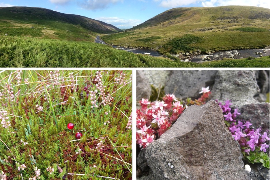 Subarctic moorland plants