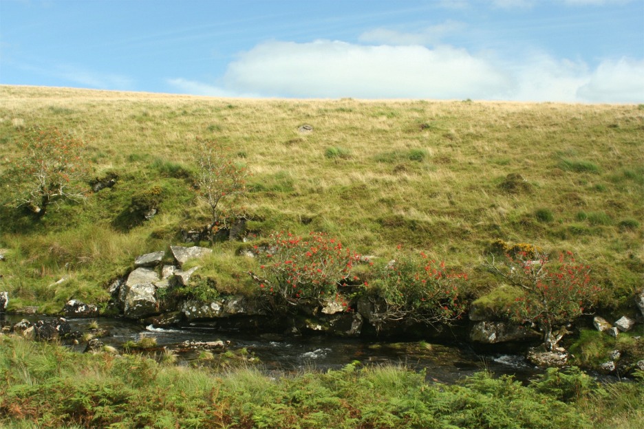 Rowan (Sorbus aucuparia) on moorland