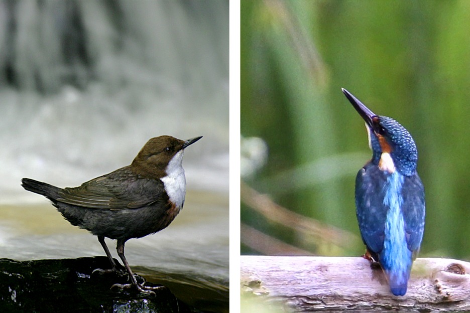 Dipper (Cinclus cinclus), kingfisher (Alcedo atthis)