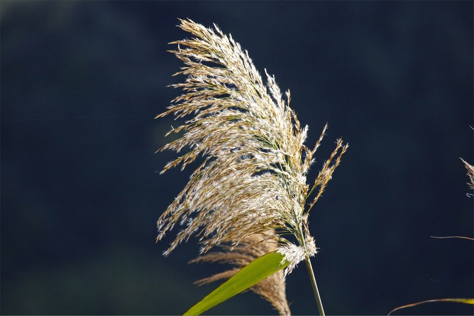 Reed (Phragmites australis) in lake, Scotland