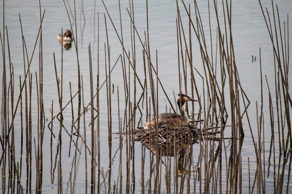 Great crested grebe (Podiceps cristatus)