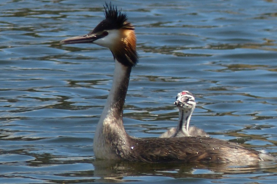 Great crested grebe with chick