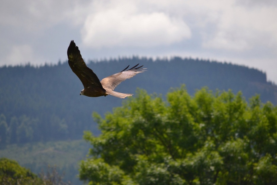 Golden eagle (Aquila chrysaetos), Scotland