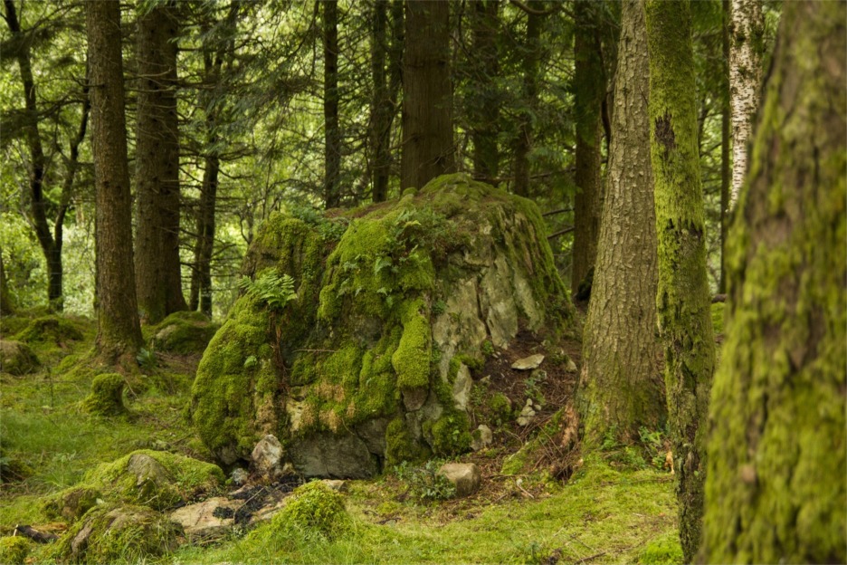 Boreal forest