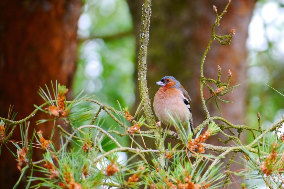 Chaffinch (Fringilla coelebs)