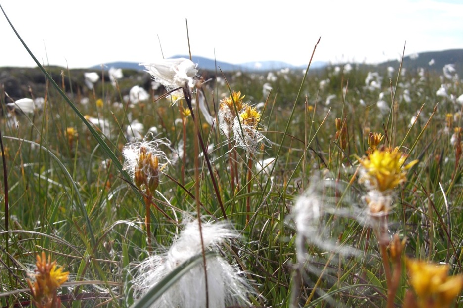 Cotton grass or bog cotton (Eriophorum angustifolium)