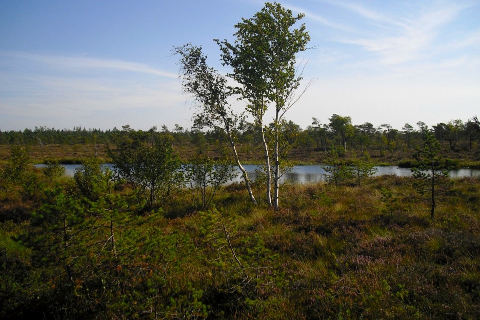 Peat bog