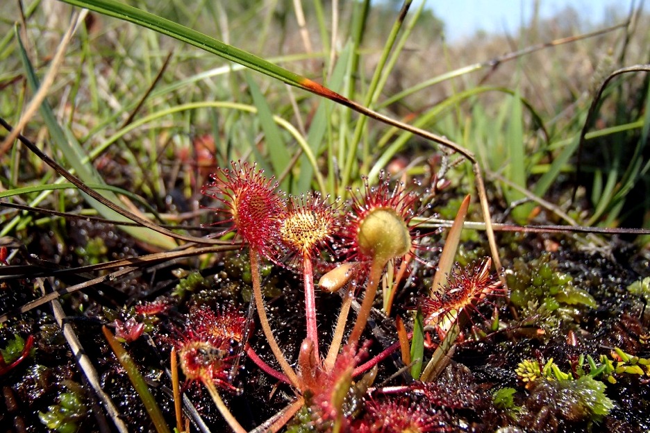 Sundew (Drosera rotundifolia)