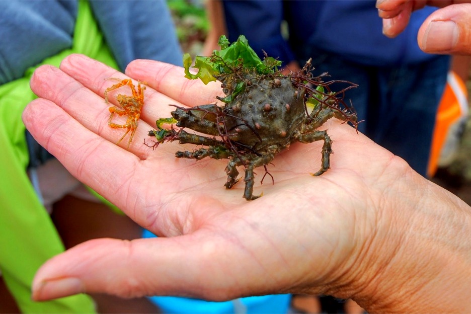 Spider crab, Île d'Oléron, France