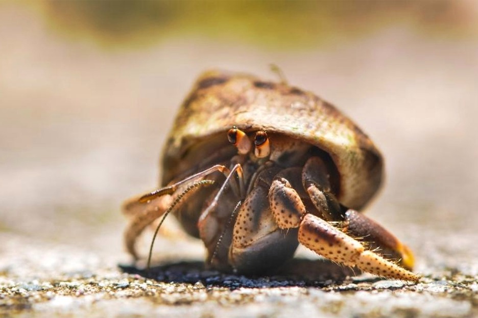 Hermit crab macro