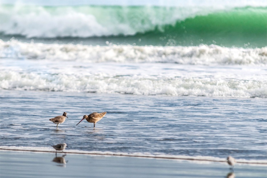 Shorebirds