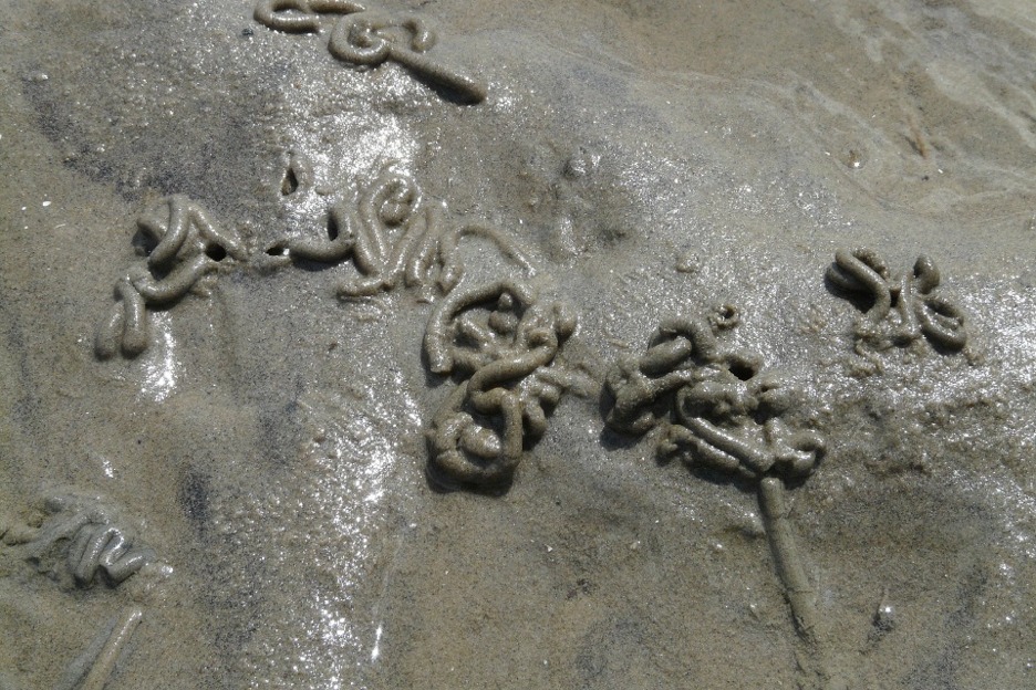 Worm cast on beach