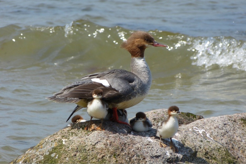 Goosander (Mergus merganser)