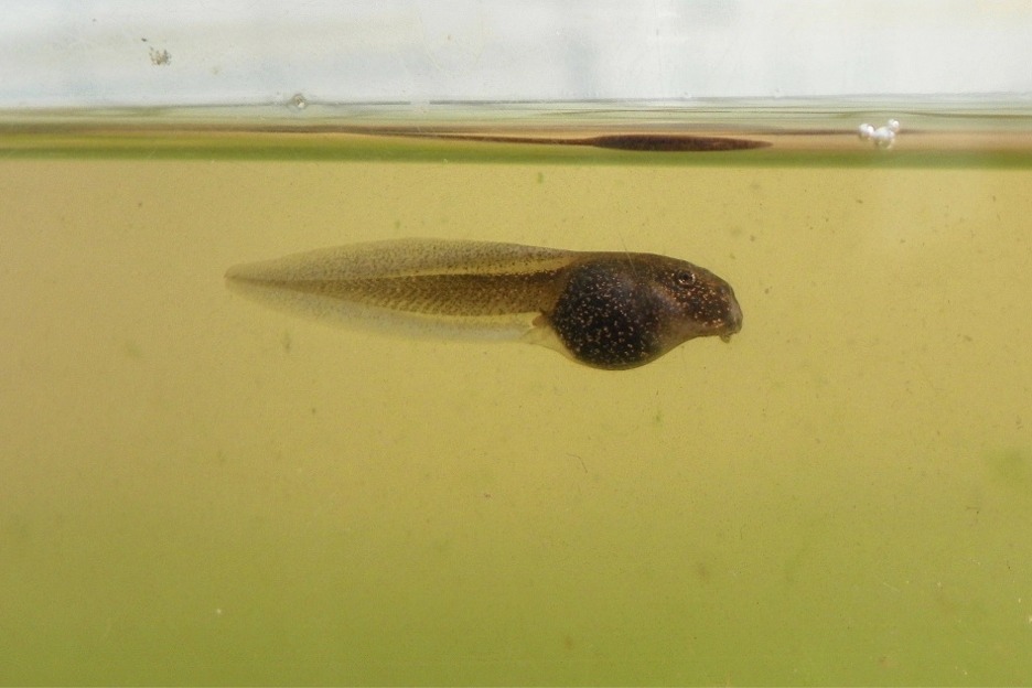 Tadpole