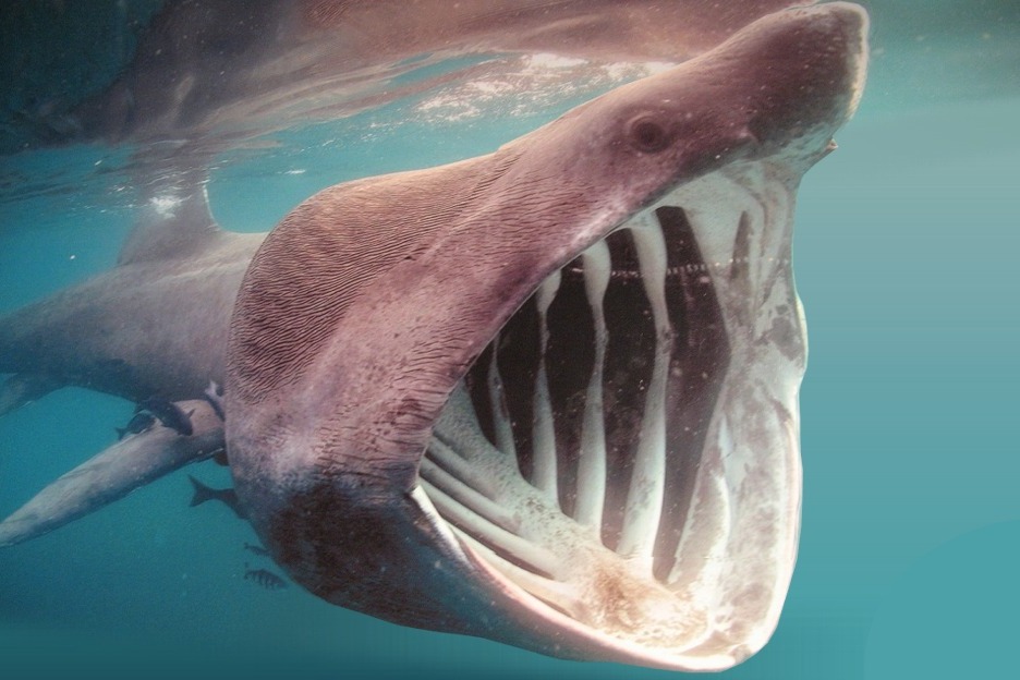 Basking shark, Cetorhinus maximus